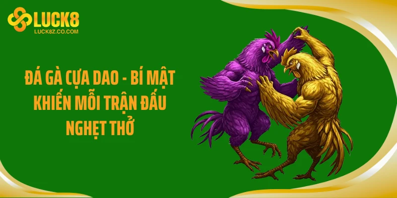 Đá Gà Cựa Dao - Bí Mật Khiến Mỗi Trận Đấu Nghẹt Thở