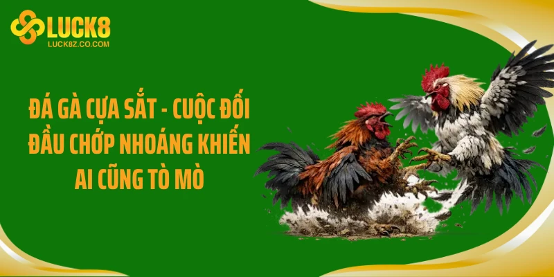 Đá Gà Cựa Sắt - Cuộc Đối Đầu Chớp Nhoáng Khiến Ai Cũng Tò Mò