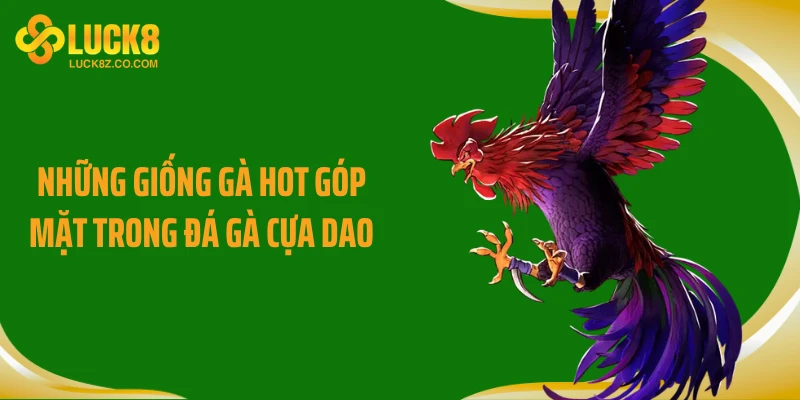 Những giống gà hot góp mặt trong đá gà cựa dao
